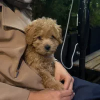 سگ توی پودل رنگ‌رد|سگ|کرج, گلشهر|دیوار