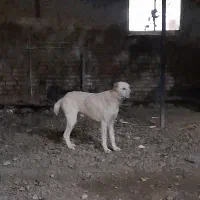 آلابای نر .10 ماهه|سگ|انبارآلوم, |دیوار