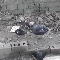 فروش بوقلمون به صورت کلی وتکی|حیوانات مزرعه|رضوانشهر, |دیوار