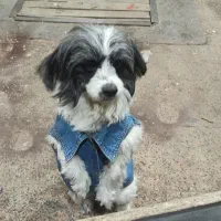 گمشده|حیوانات|مراغه, |دیوار