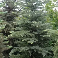 کارشناس و مشاور گل و گیاه و دفع آفات|گل و گیاه طبیعی|تهران, آبشار تهران (دریاچه)|دیوار