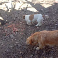 فروش سگ پا کوتاه خونگی