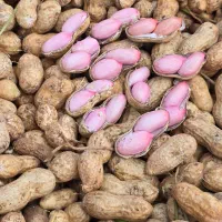 تولیدی بادام زمینی آستانه|عمدهفروشی|آستانه اشرفیه, |دیوار