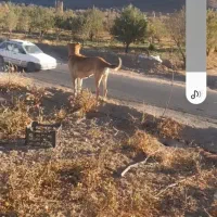 ماده درجا یک بشرط توله