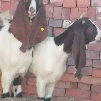 کره پاکستانی