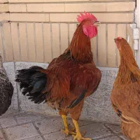 خروس 7 ماهه