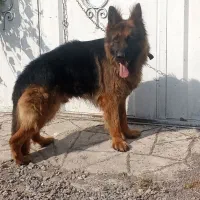 واگذاری یک عدد ژرمن شولاین نر دوساله
