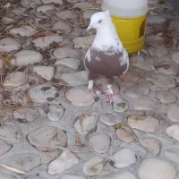 با سلام دمی ماده