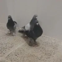 سه عددترکیه نربازیدار
