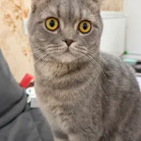 دو‌عدد گربه استکاتیش