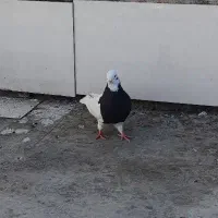 جفت طوقی کله ای نر سرته زرد نر