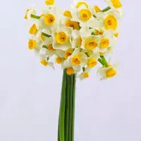 گل نرگس داودی عروس رز برگ آفتاب گردان قرنفل|گل و گیاه طبیعی|فردیس, فردیس|دیوار