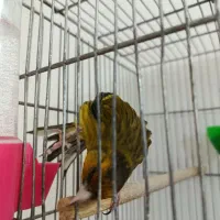 سهره قناری زیبا|پرنده|شازند, |دیوار