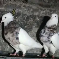 طوقی  عطیقع جات