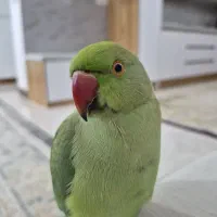 طوطی ملنگو