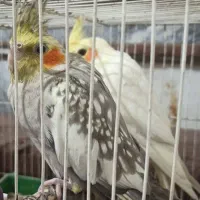 عروس هلندی
