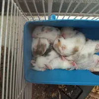 همستر  بالغ و‌ نیمه بالغ