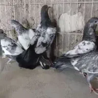 کبوتر چپرا پتی والا.تیدی.