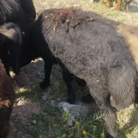 5عدد بره نر