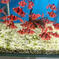 گوپی آکواریوم سیچیلاید آروانا  پلنت کوی بچه مولی|ماهی|رباطکریم, رباطکریم|دیوار