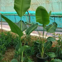 نیکولای بنجامین بلاک