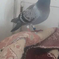 پلاکی ماده