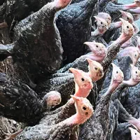 نیمچه بوقلمون دوماهه برنزواکسن خورده کیفیت عالی