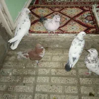 کبوتر
