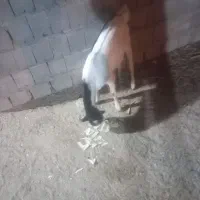 نری