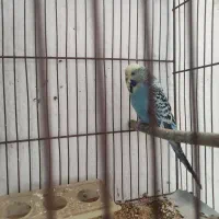 معاوضه مرغ عشق انگلیسی ماده با رنگ دیگه