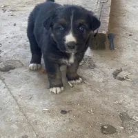 واگذاریه سگ