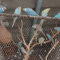 مرغ عشق رنگ خاص