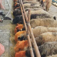 فروش گله میش بختیاری بره دار و ابستن درجه یک