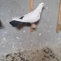 دم سیاه نر جوون|پرنده|شیراز, میانرود|دیوار