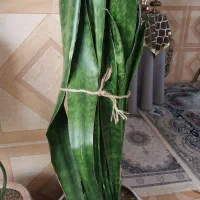 گل سانسوریا پوست ماری سانسوریا مهتابی سفید