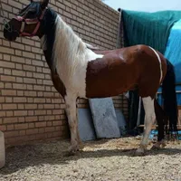 اسب پونی ابلغ بسیار زیبا|اسب و تجهیزات اسب‌سواری|زرندیه, |دیوار