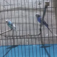 3عدد مرغ عشق|پرنده|قرچک, محمد آباد|دیوار