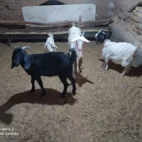 بز جوان و کولار پاکستانی اصیل و زائیده و چاق|حیوانات مزرعه|مشهد, مقدم|دیوار