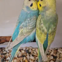 مرغ عشق رینبو رنگین کمانی