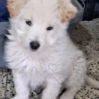 سگ شیتزو پاکوتاه|سگ|مرودشت, رودبال|دیوار