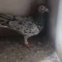 کبوتر هفرنگ