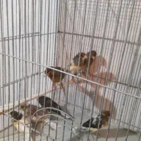 قناری نر شلاقی و مست (خوشرنگ)|پرنده|اصفهان, قلعه طبره|دیوار