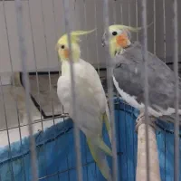 جفت عروس هلندی تخم گذار|پرنده|ری, سرتخت|دیوار