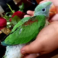 جوجه شاه طوطی اسکندر سایز بزرگ