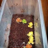 پکمن رنگی قیمت استثنایی|خزنده|تهران, بریانک|دیوار