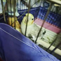 هلتدی|پرنده|تهران, عباسی|دیوار
