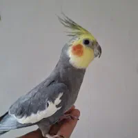 ۸ عدد عروس هلندی|پرنده|یزد, |دیوار