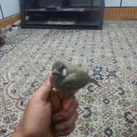 پرنده