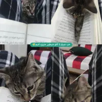 واگزاری گربه ولی با دارا بودن شرایط|گربه|تهران, شهرک هما|دیوار