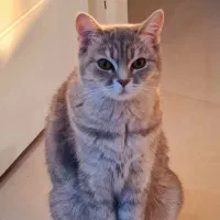 گربه بریتیش ماده
